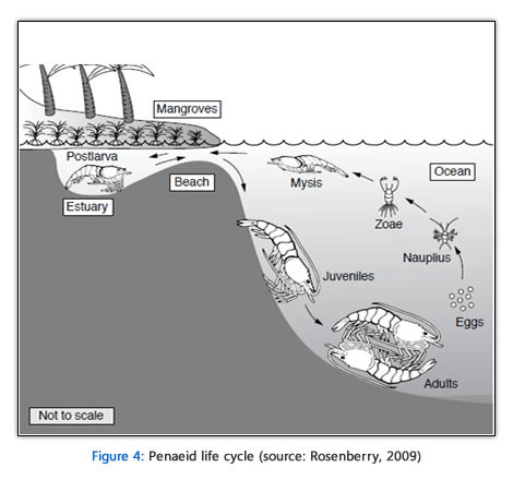 Tiger Prawns LifeCycle